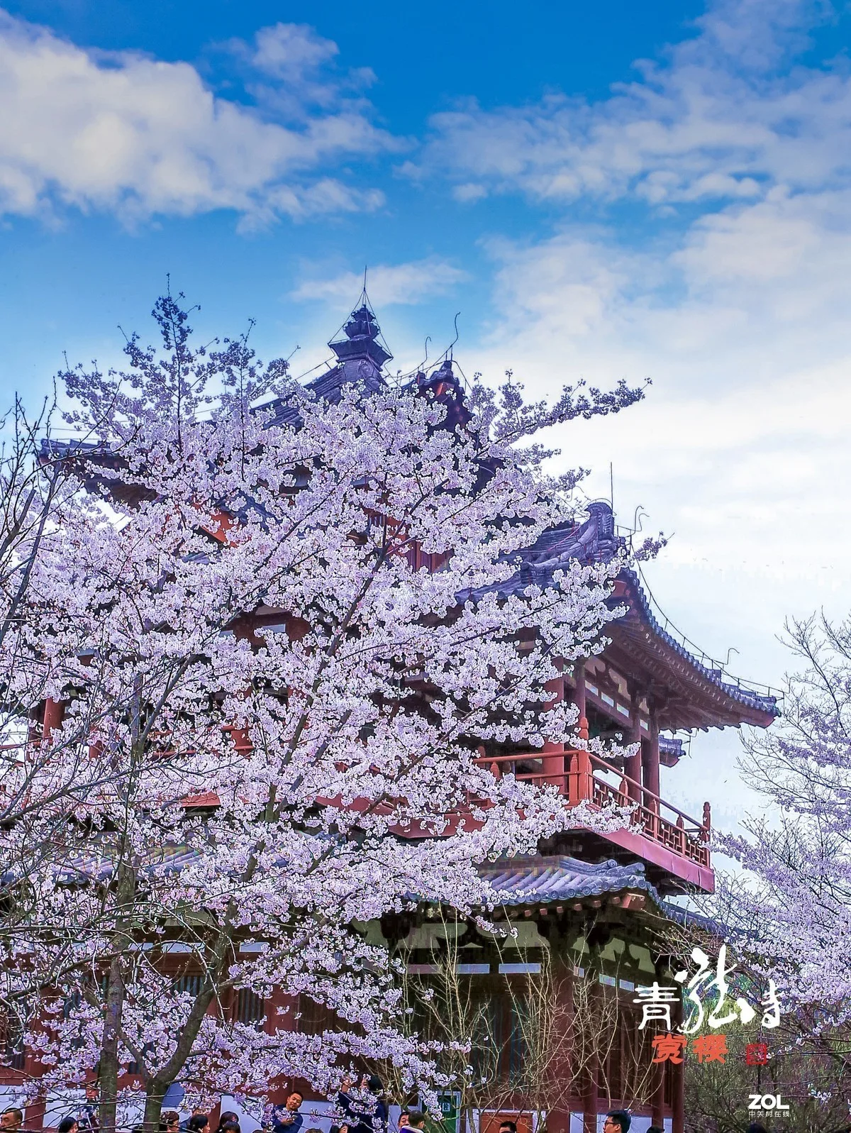 Cherry blossom at Qinglong Temple