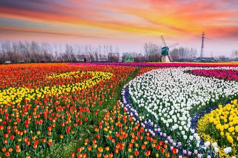 Sansheng Flower Township scene 3