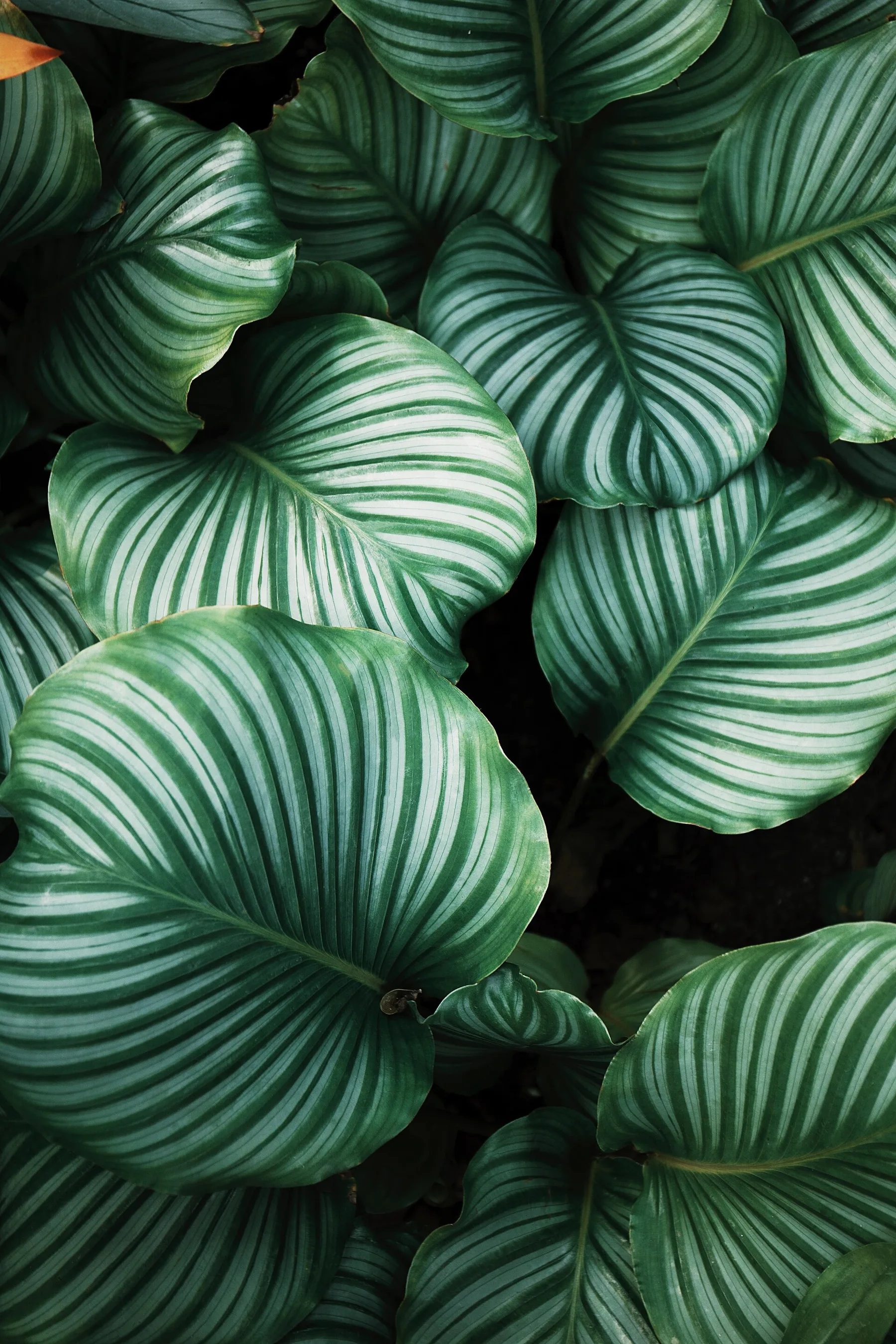 Pinelinepenjing