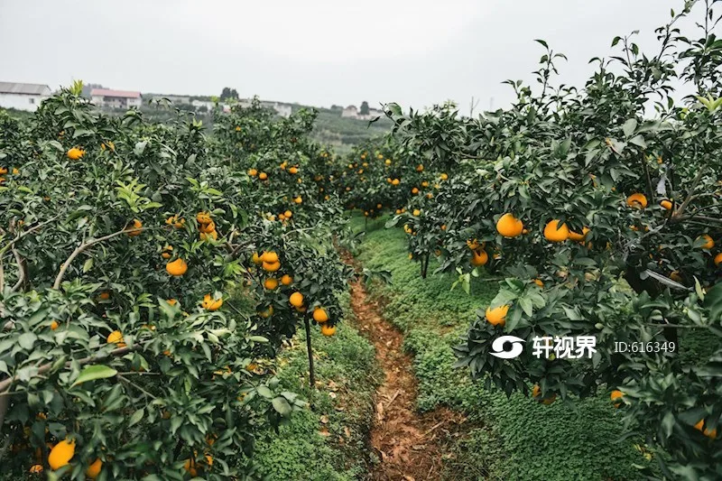 Tianfu Orange Township scene 2
