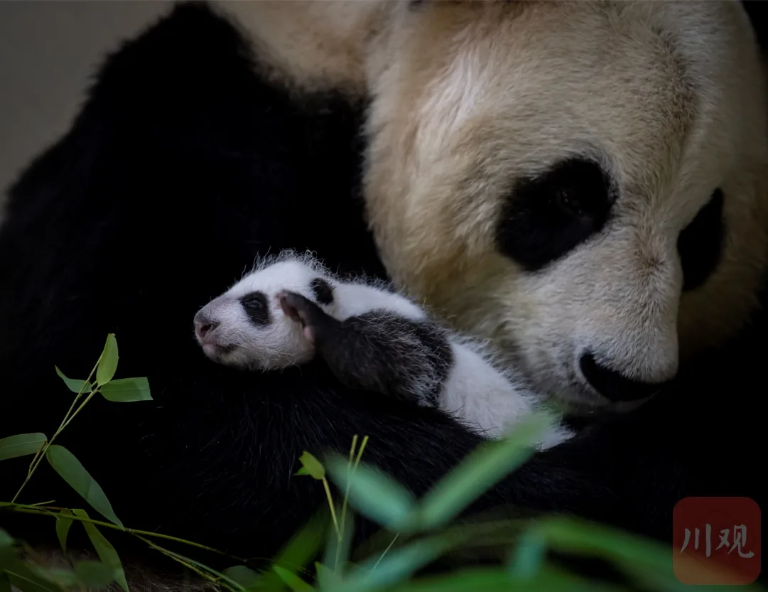 Giant panda