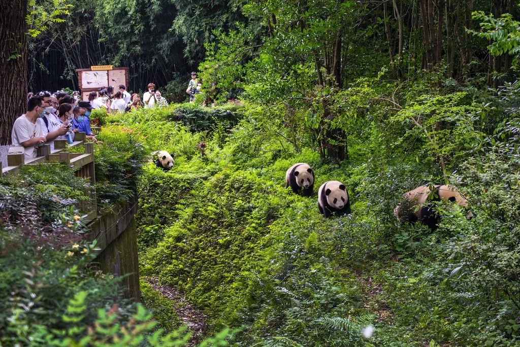 Giant panda cub