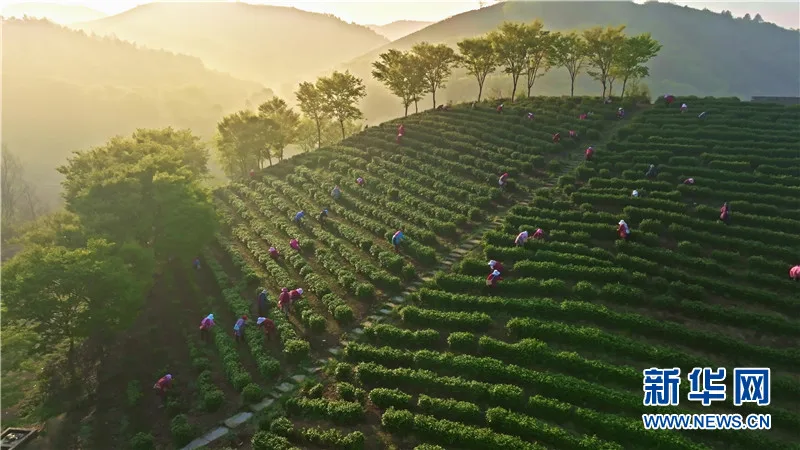 Tea picking in Suzhou