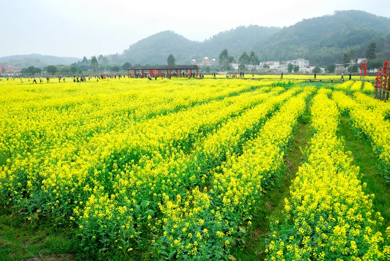 广州最美乡村—红山村 - panoramio (45)