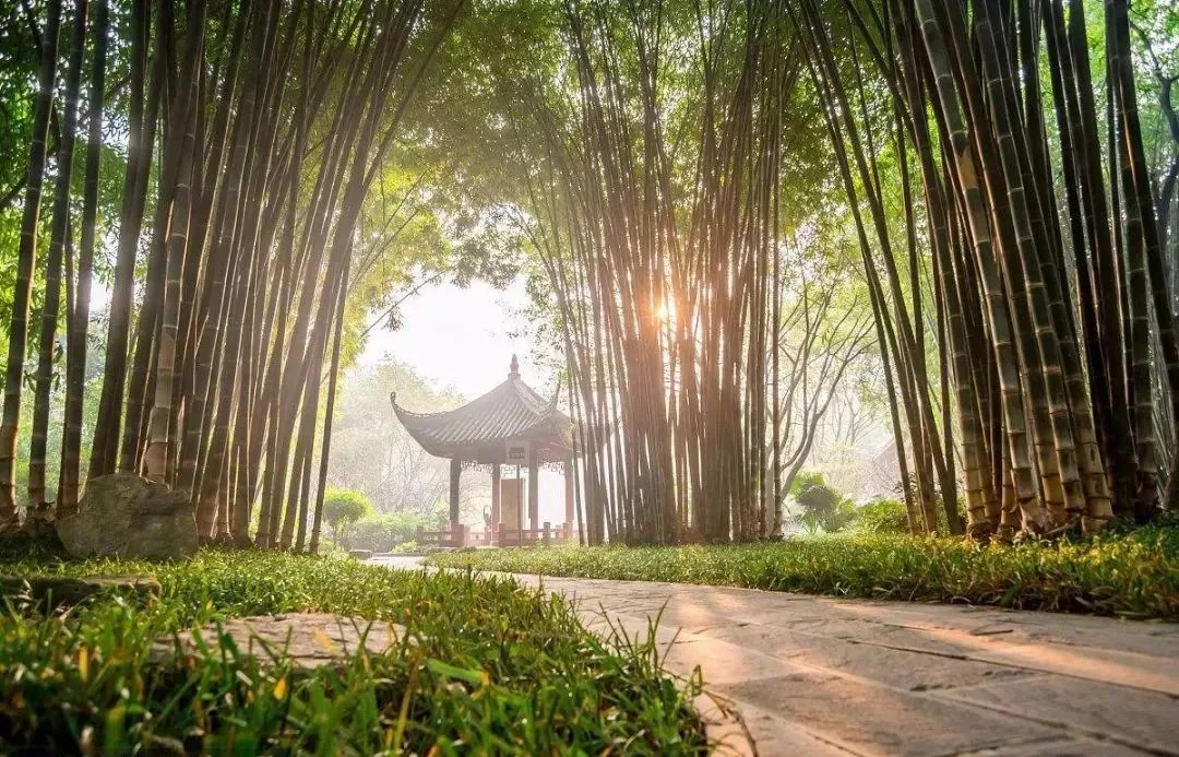 Bamboo grove, Wangjiang Tower Park