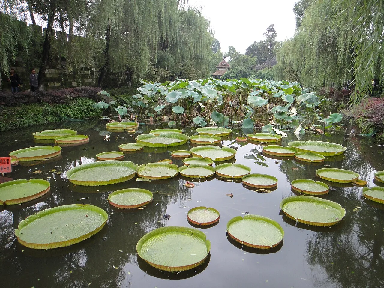 桂湖公园的王莲们 - panoramio