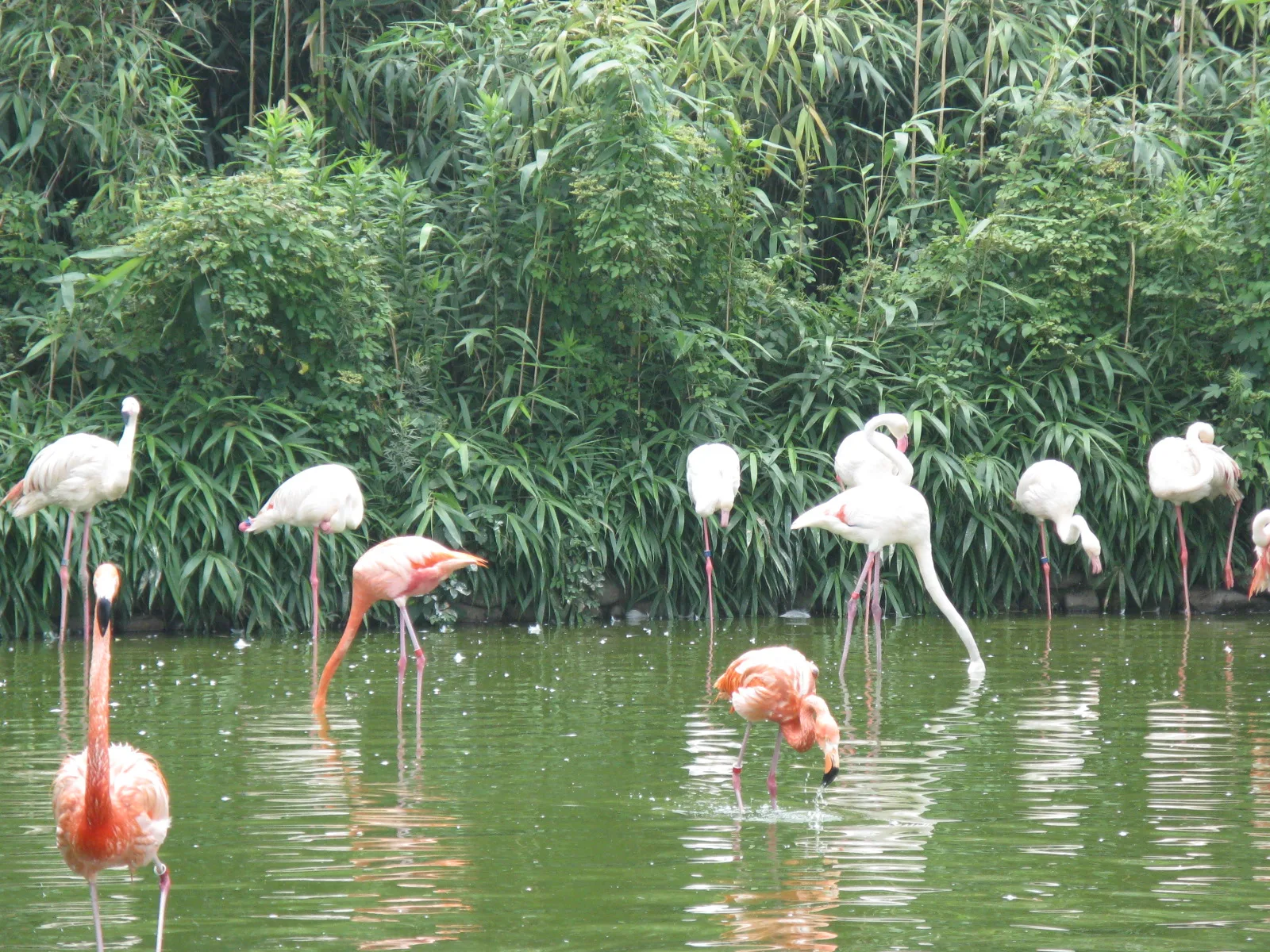Flamingo1310