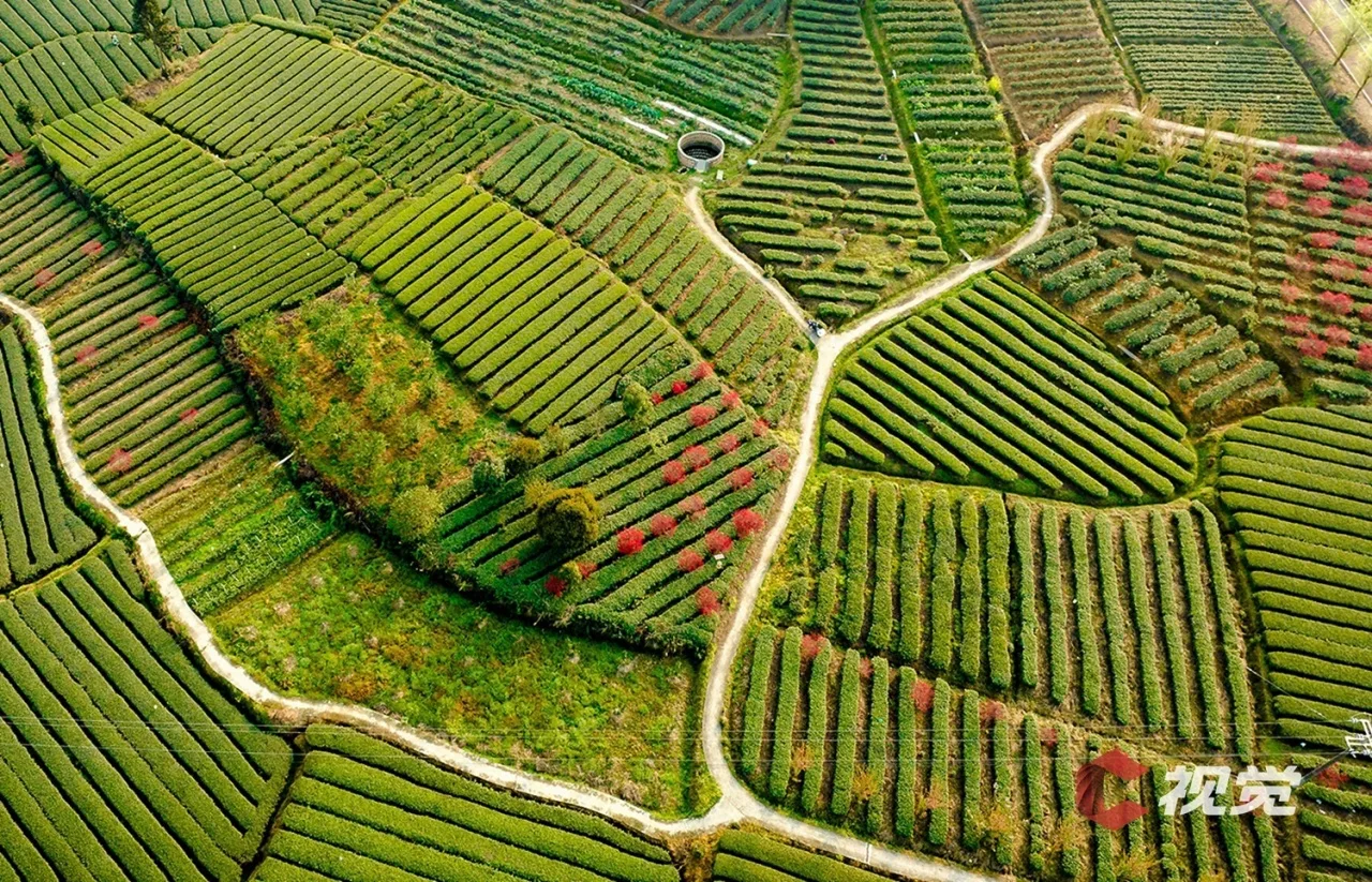 Tea garden in Sichuan