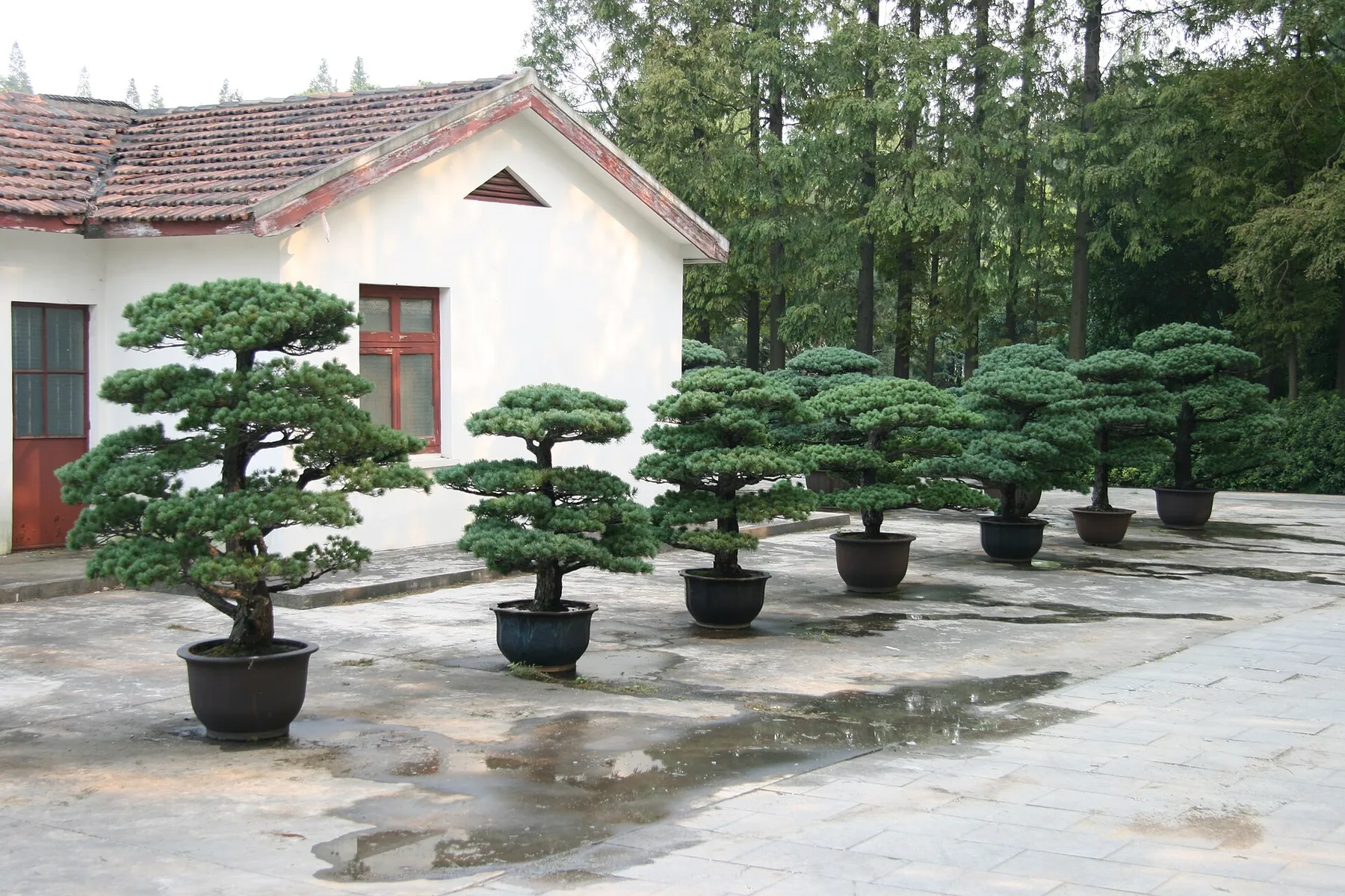 Shanghai Chenshan Garden -RM