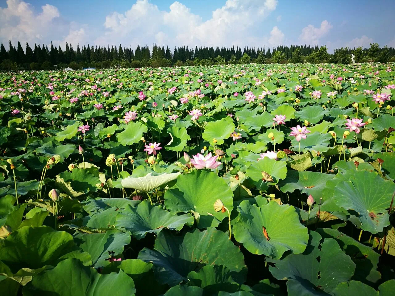 2024崇明荷花博览园游玩攻略,上海崇明荷花博览园位于崇明...【去哪儿攻略】