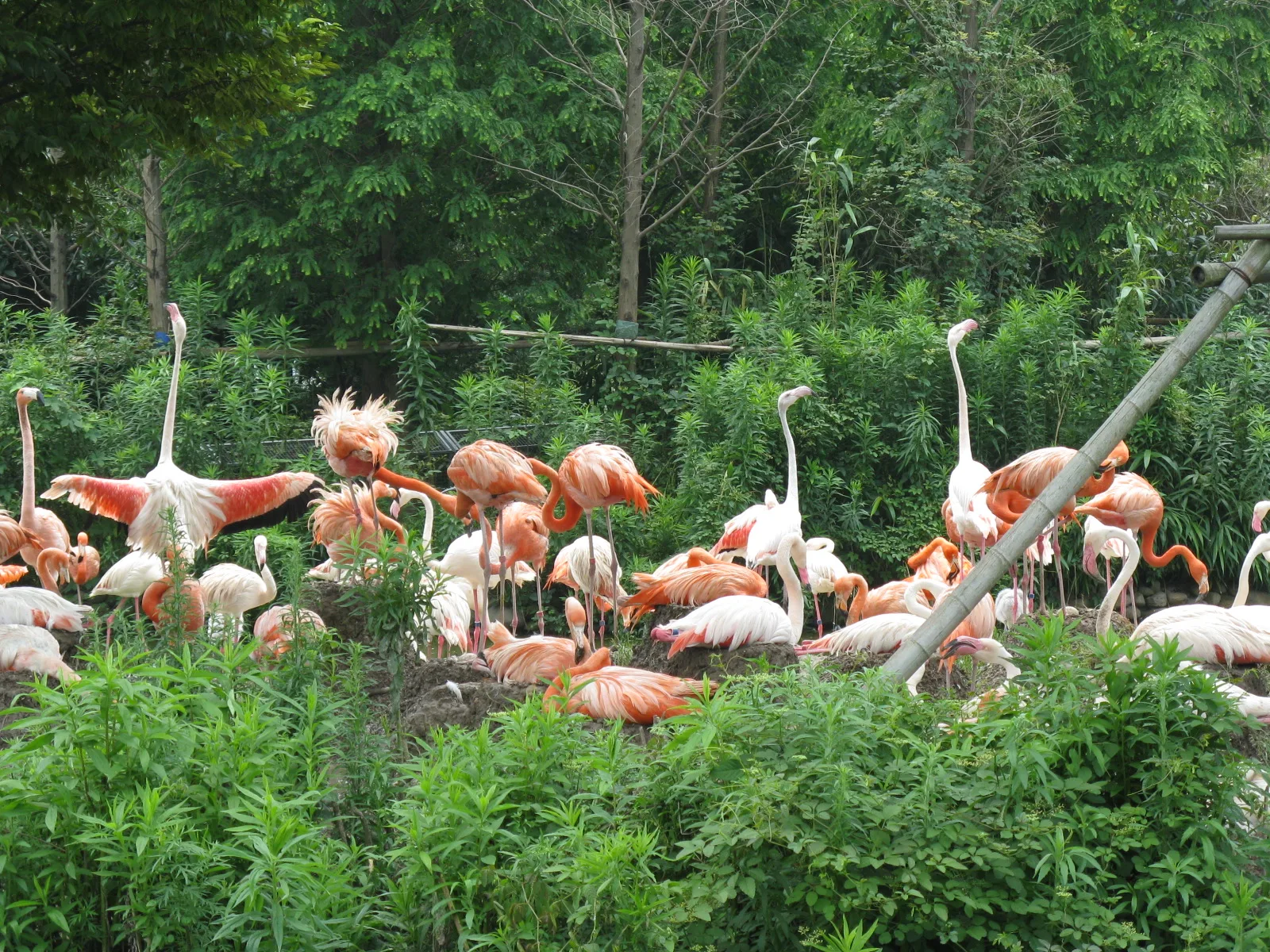 Flamingo1311