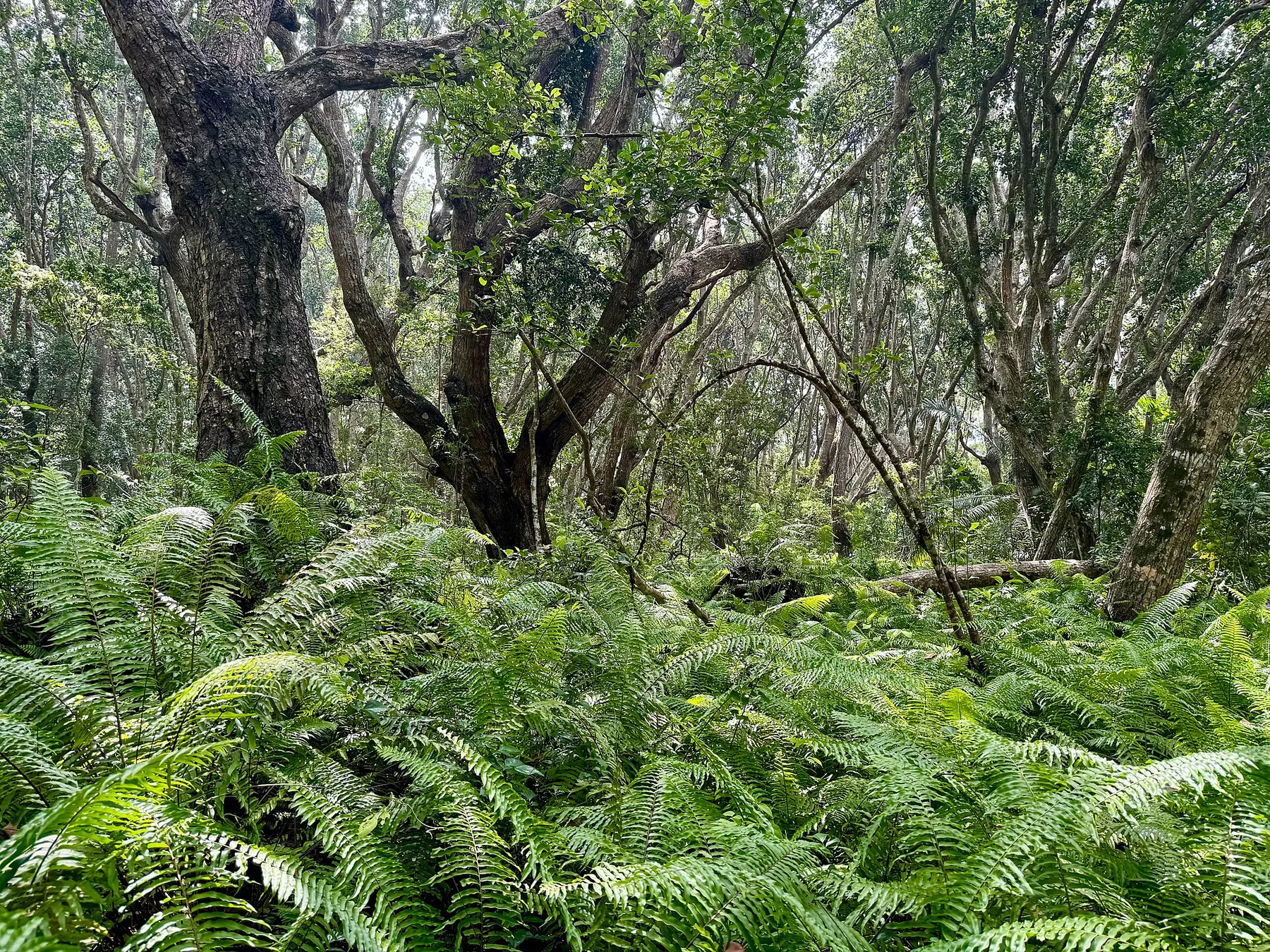 Glacier Bay National Park rain forest