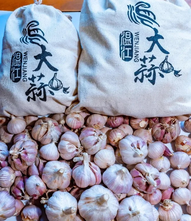 Wenjiang garlic