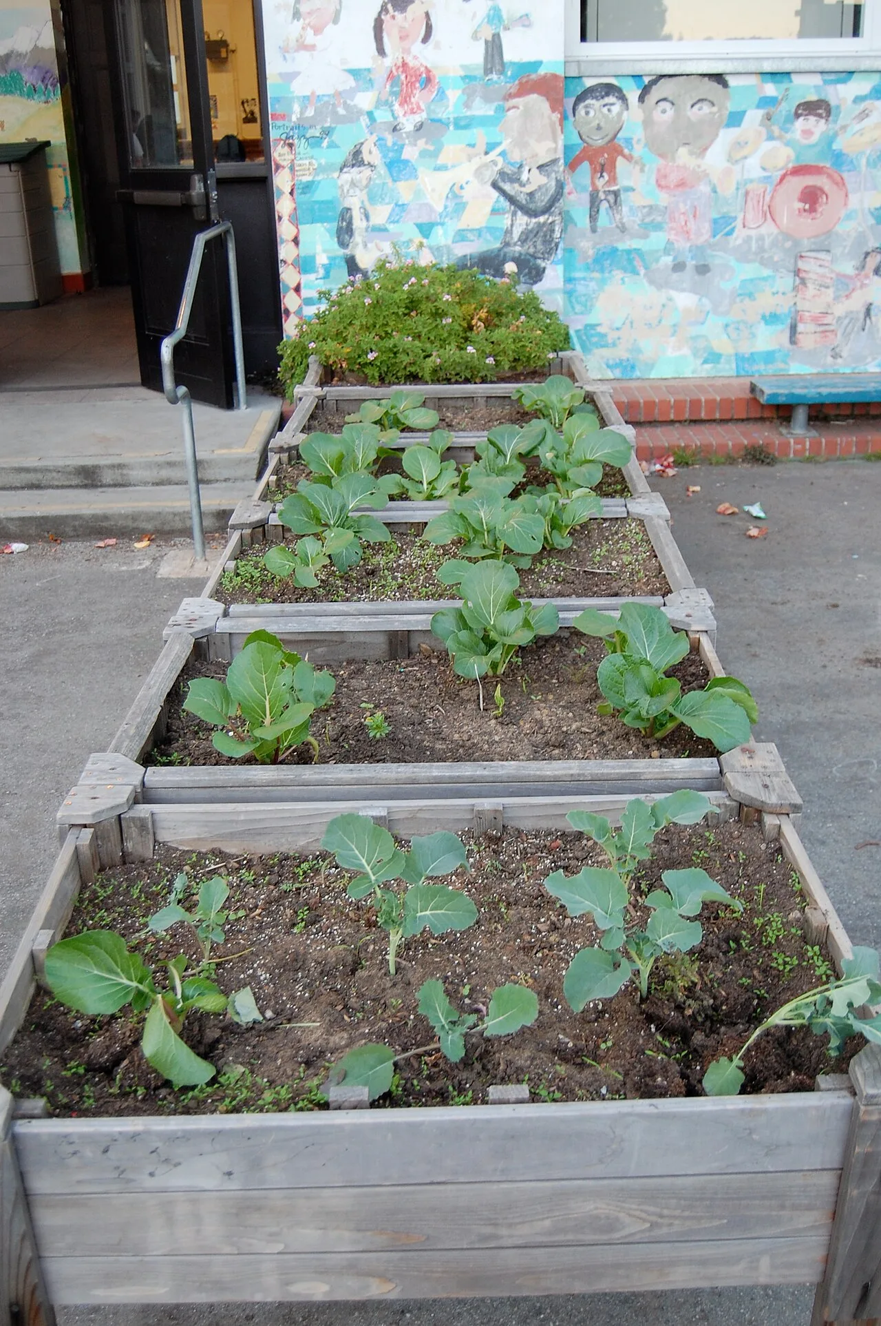 Urban gardening at Alvarado Elementary School