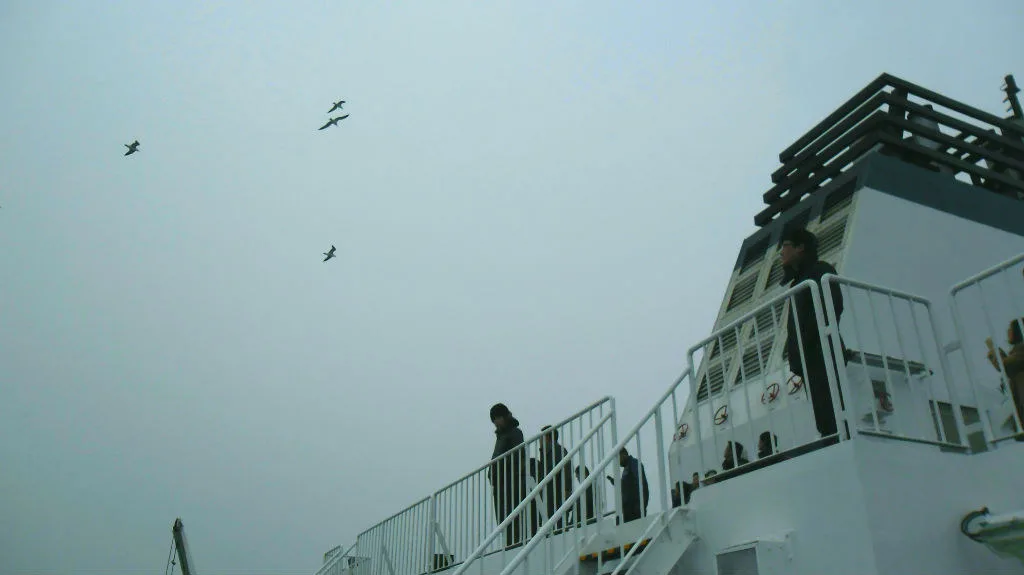 青山岛号船尾左前向海鸥