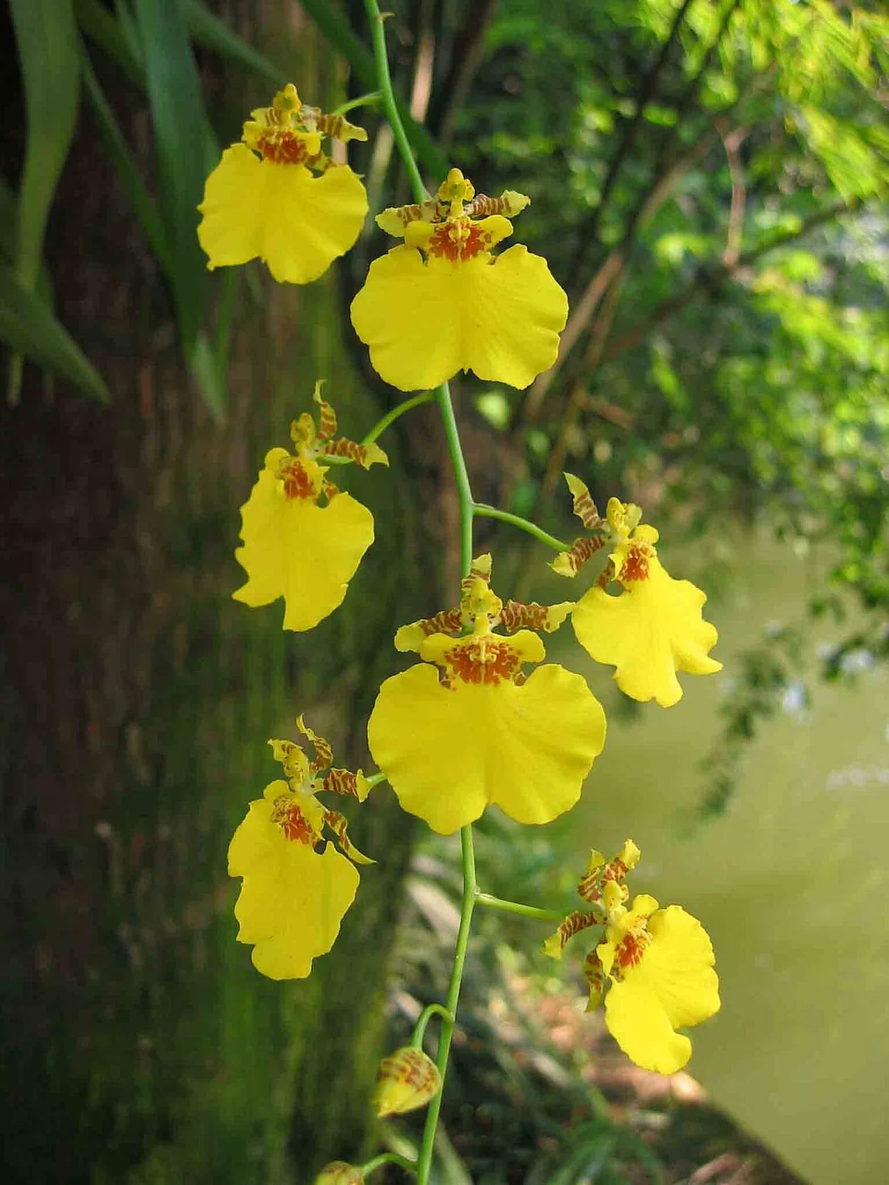 小金蝶蘭 Oncidium varicosum -廣州蘭圃 Guangzhou Orchid Garden, China- (9216083160)