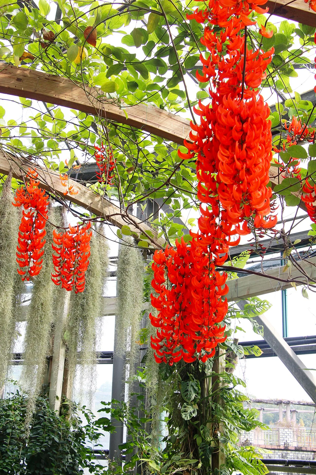 Mucuna bennettii, South China National Botanical Garden 20251210-B