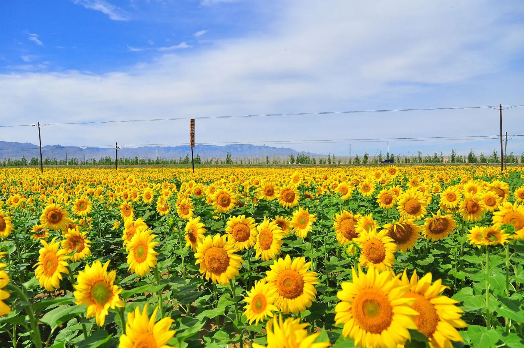 Weiran Flower Sea scene 5