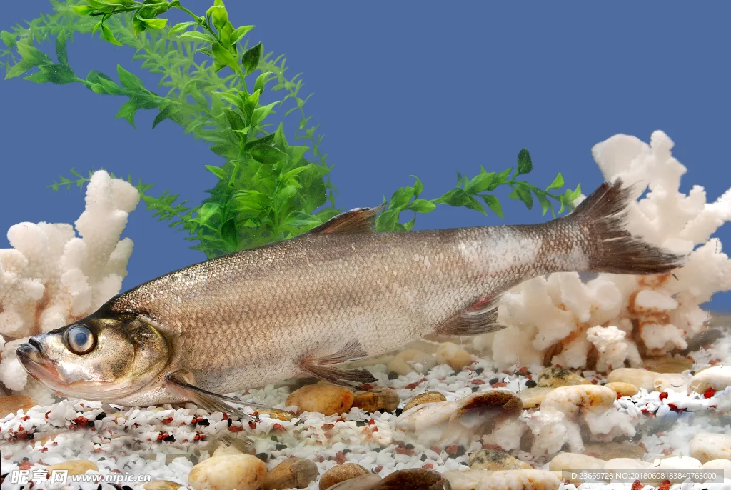 Qiaoke fish